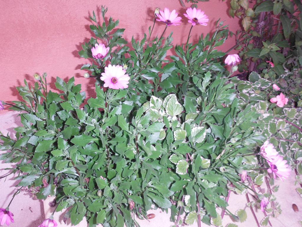 Appartamento Le Romarin *